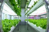 LED植物灯帮你解决室内阳光不足的问题