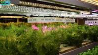 室内植物生长灯： LED、CFL、HPS三者之中谁更有优势