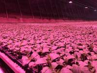 通过1000wLED植物灯保证植物高效生长的3个步骤
