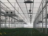 耀嵘1000wLED植物灯在植物照明中的应用