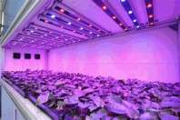 室内农业与640wLED植物灯会碰撞出什么样的火花