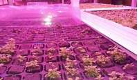 720wLED植物灯对室内种植的影响