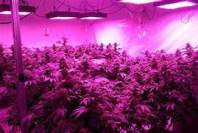 使用LED植物灯种植的技巧