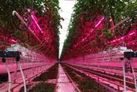 耀嵘LED植物灯如何拥抱农业新时代？