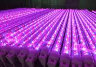 LED植物灯市场火爆放量在即