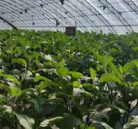室内种植如何选择LED植物灯？