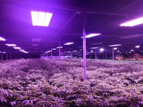 耀嵘科技led植物补光灯对辣椒苗的作用