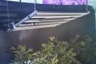 led植物补光灯对花卉的作用