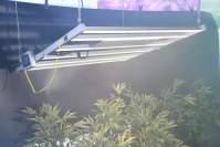 冬天养多肉植物要注意四大问题