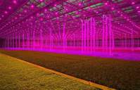 LED植物灯为什么能缩短植物生长周期？