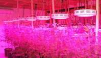 LED植物灯不同范围光谱对植物的影响