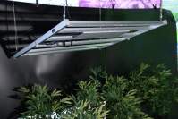 LED大麻补光灯的重要作用