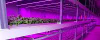 LED植物灯用来种植什么植物？