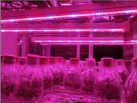 种植大麻如何选择极好的LED植物灯