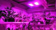  大棚作物怎么选用哪种led植物补光灯更合适呢？