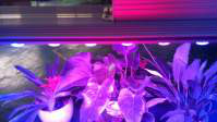 LED植物灯未来展望与优势