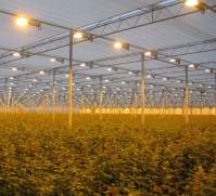 LED植物灯如何选择红蓝灯珠配比