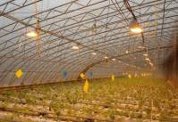 led植物生长补光灯对大棚葡萄营养品质的影响