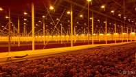 LED植物灯在什么样的环境下最适合植物生长给植物用补光灯一天需要补光多少个小时