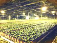 耀嵘LED植物生长灯在多领域种植中的应用