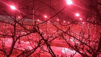 如何实现LED植物灯高效照射和时间多长合适？