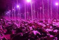 LED植物生长灯的植物生长原理陈述