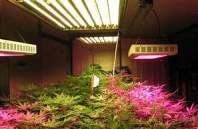 LED植物灯的发展现状与趋势